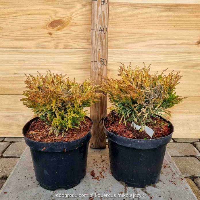 Jałowiec 'Limeglow'